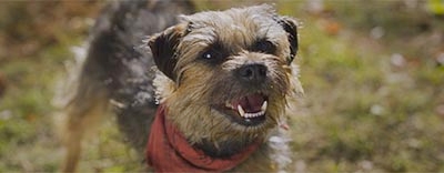 Strays: A Revenge Comedy About Dogs, For Adults image